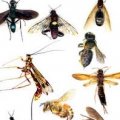 Insecticide en milieux alimentaires réf: PHY 13