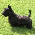 Répulsif chiens et chats réf : L.PHY 18 