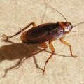 Aérosol insecticides sur rampant rémanence 6 mois réf F.A 6187