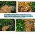 Destructeur des herbes et mousses écologique  BIO 1180